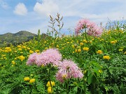 70 Tripudio di fiori multicolori